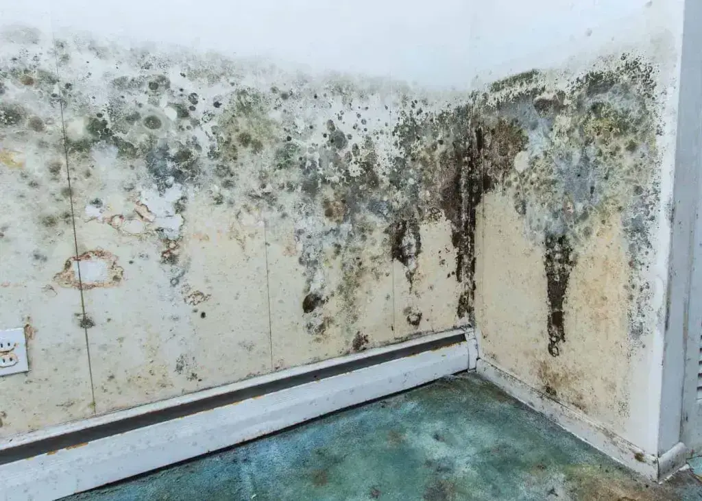 Black mold