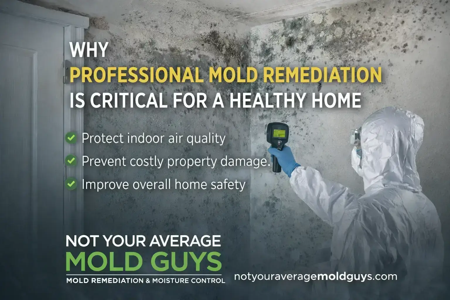 Professional Mold Remediation