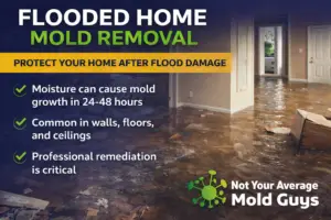 Flooded Home Mold Removal | Mold Cleanup After Flood Damage